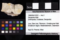 Foto (Objket + Etiketten) von Decapoda indet. 